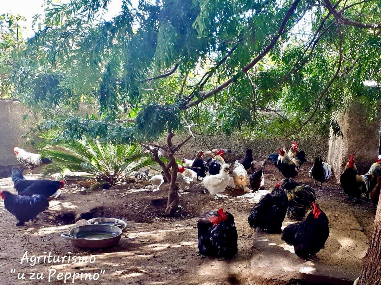 Agriturismo U Zu Peppino ليباري المظهر الخارجي الصورة